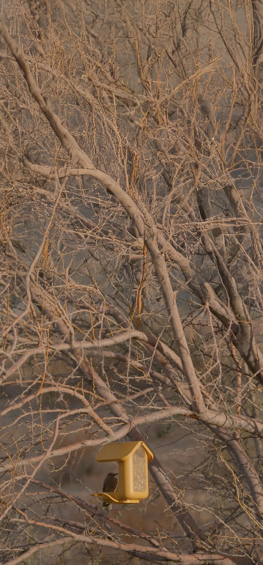 Birdbuddy Feeder Telling